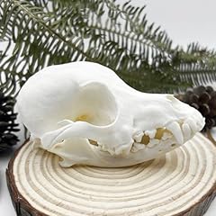 Ibedding taxidermy real for sale  Delivered anywhere in USA 