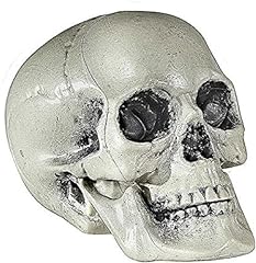 Widmann 01379 skull for sale  Delivered anywhere in UK