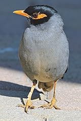 Yellow faced mynah for sale  Delivered anywhere in UK