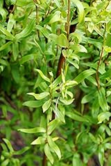 Weide korkenzieherweide salix gebraucht kaufen  Wird an jeden Ort in Deutschland