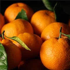 Satsuma mandarins 4 for sale  Delivered anywhere in USA 