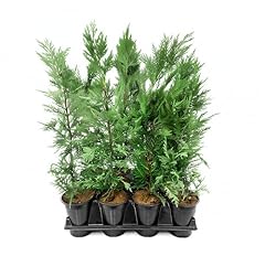 Leyland cypress quart for sale  Delivered anywhere in USA 