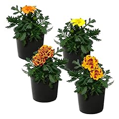 Live marigold plant for sale  Delivered anywhere in USA 