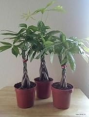 Bonsai braided money for sale  Delivered anywhere in USA 