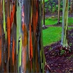 Graines eucalyptus regenbogen d'occasion  Livré partout en France