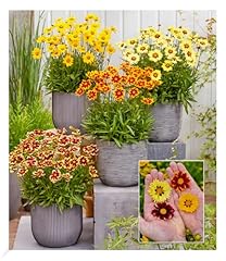 Baldur garten coreopsis gebraucht kaufen  Wird an jeden Ort in Deutschland
