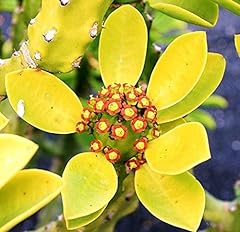 Euphorbia neriifolia cactus usato  Spedito ovunque in Italia 