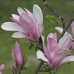Magnolia stellata magnolia usato  Spedito ovunque in Italia 