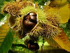 Sweet chestnut castanea for sale  Delivered anywhere in UK
