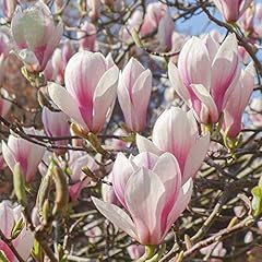 Carbeth plants magnolia for sale  Delivered anywhere in UK