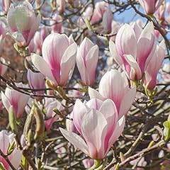 Magnolia soulangeana plants for sale  Delivered anywhere in UK