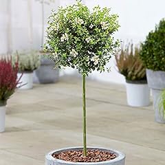 Ligustrum delavayanum tree for sale  Delivered anywhere in UK