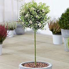 Ligustrum delavayanum tree for sale  Delivered anywhere in UK