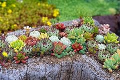 Sempervivum mixed species for sale  Delivered anywhere in UK
