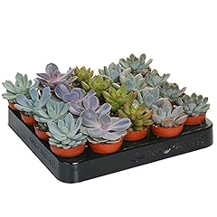 Gardenersdream mixed echeveria for sale  Delivered anywhere in UK