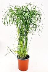 Powers flowers cyperus usato  Spedito ovunque in Italia 