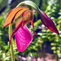 Pink lady slipper for sale  Delivered anywhere in USA 