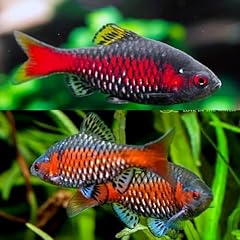 Odessa barb live for sale  Delivered anywhere in USA 