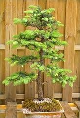 Bonsai tree seeds for sale  Delivered anywhere in USA 