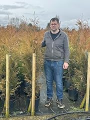 Thuja plicata hedge for sale  Delivered anywhere in UK