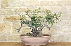 Pre bonsai yamadori usato  Spedito ovunque in Italia 