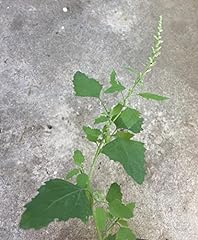 White goosefoot plant for sale  Delivered anywhere in USA 