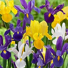 Iris hollandica mixed for sale  Delivered anywhere in UK