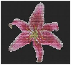 Stargazer lily flower for sale  Delivered anywhere in UK