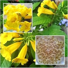 Tecoma stans seeds for sale  Delivered anywhere in USA 