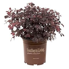 Purple diamond loropetalum for sale  Delivered anywhere in USA 