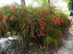 Sandys nursery online for sale  Delivered anywhere in USA 