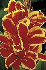 Perfect plants canna for sale  Delivered anywhere in UK