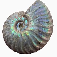 Silver iridescent ammonite for sale  Delivered anywhere in USA 
