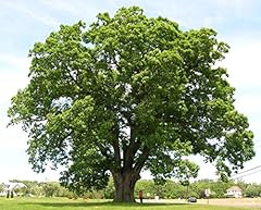White oak tree for sale  Delivered anywhere in USA 