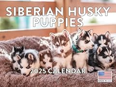 Siberian husky puppy for sale  Delivered anywhere in USA 
