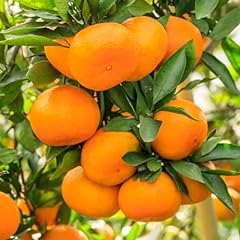 Tangerine tree plant for sale  Delivered anywhere in USA 