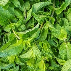 Peppermint seeds 200 for sale  Delivered anywhere in UK