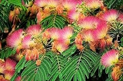 Mimosa silk tree for sale  Delivered anywhere in USA 
