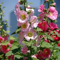 Gmo samen hollyhock gebraucht kaufen  Wird an jeden Ort in Deutschland