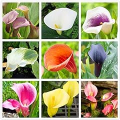 Calla lily mix for sale  Delivered anywhere in USA 