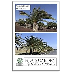 Canary island date for sale  Delivered anywhere in USA 