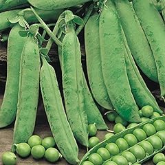 Suttons pea seeds for sale  Delivered anywhere in UK