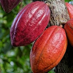 Cacao tree tropical for sale  Delivered anywhere in USA 