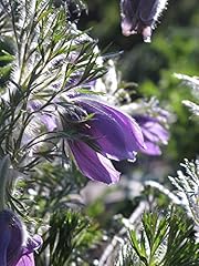 Anemone pulsatilla circa usato  Spedito ovunque in Italia 