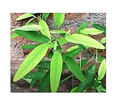 Pezzi 10x codariocalyx usato  Spedito ovunque in Italia 