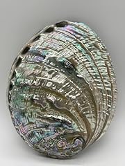 Abalone shell polished for sale  Delivered anywhere in USA 