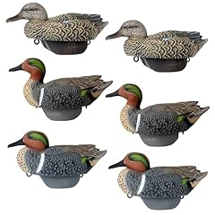Green wing teal for sale  Delivered anywhere in USA 