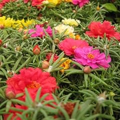 11000 portulaca grandiflora for sale  Delivered anywhere in USA 