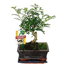 Exotenherz bonsai szechuan gebraucht kaufen  Wird an jeden Ort in Deutschland