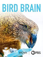 Bird brain for sale  Delivered anywhere in USA 